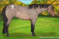 Horse Color:Bay Roan Appaloosa