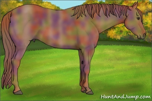 Horse Color:Nacre Chestnut 