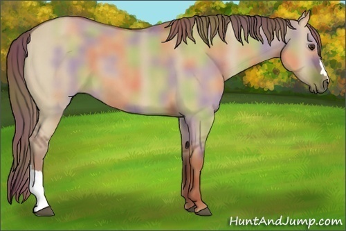 Horse Color:Nacre Red Dun