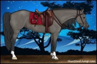 Horse Color:Grullo 