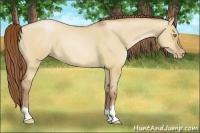 Horse Color:Bay Pearl Dun 