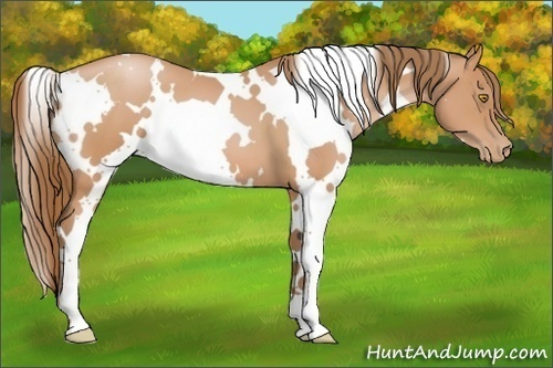 Horse Color:White Spotted Bay Pearl