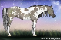 Horse Color:White Spotted Smoky Grullo 