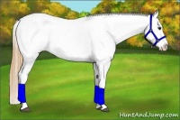 Horse Color:Buckskin Appaloosa