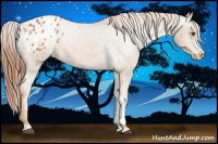 Horse Color:Chestnut Appaloosa 