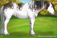 Horse Color:White Spotted Brown Splash 