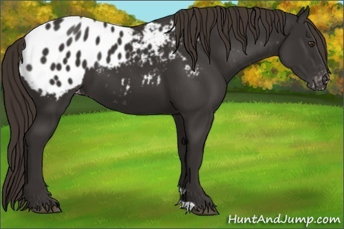 Horse Color:Liver Chestnut Appaloosa 