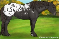 Horse Color:Liver Chestnut Appaloosa 