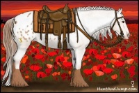 Horse Color:Chestnut Appaloosa 