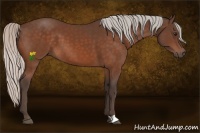 Horse Color:Silver Bay 
