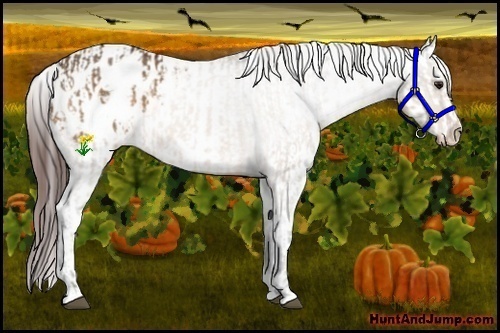 Horse Color:Bay Dun Appaloosa and Bay Dun Appaloosa