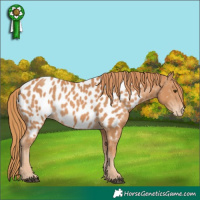 Horse Color:Chestnut Near Leopard