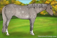 Horse Color:Silver Black Sabino Rabicano