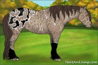 Horse Color:Sable Champagne Ice Appaloosa Rabicano