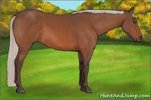 Horse Color:Silver Bay 