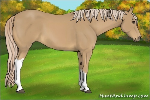 Horse Color:Palomino