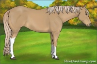 Horse Color:Palomino