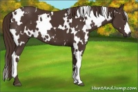 Horse Color:White Spotted Liver Chestnut 