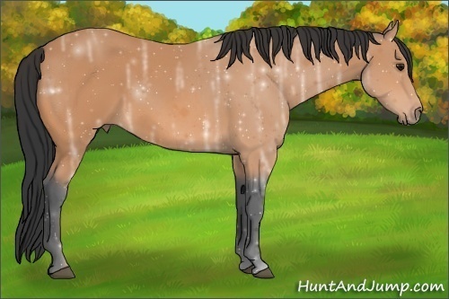 Horse Color:Bay Ice 