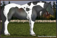 Horse Color:Black Tobiano 