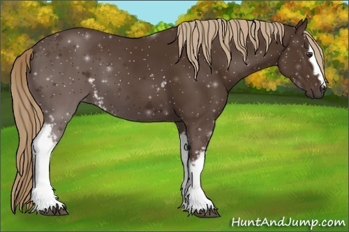Horse Color:White Spotted Liver Chestnut