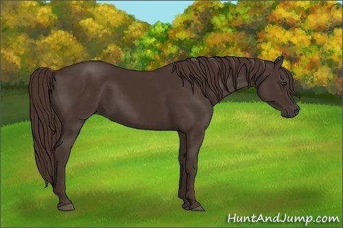 Horse Color:Liver Chestnut 