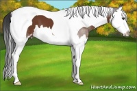 Horse Color:Bay Sabino Splash Tobiano 