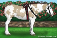 Horse Color:White Spotted Liver Red Dun Sabino Splash Rabicano 