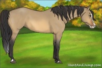 Horse Color:Buckskin Roan Dun Splash 