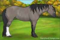 Horse Color:Grullo Rabicano 