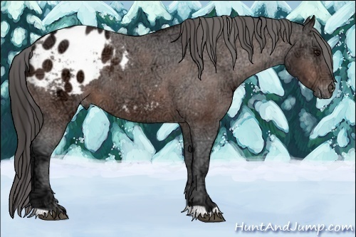 Horse Color:Bay Ice Appaloosa 
