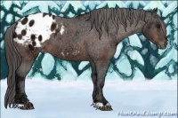 Horse Color:Bay Ice Appaloosa 