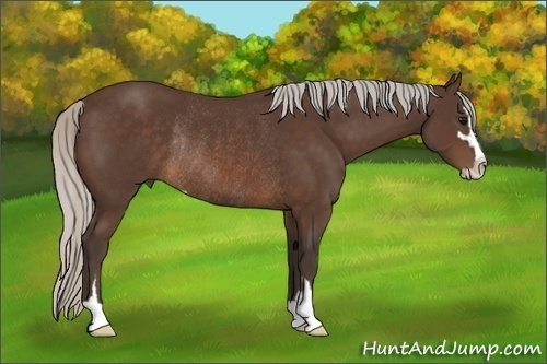 Horse Color:Silver Brown Sabino Rabicano 