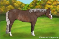Horse Color:Silver Brown Sabino Rabicano 