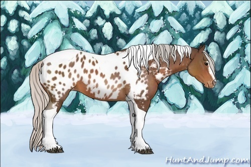 Horse Color:Silver Brown Sabino Tobiano Near Leopard 