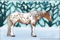 Horse Color:Silver Brown Sabino Tobiano Near Leopard