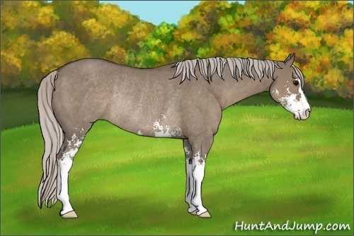 Horse Color:Silver Grullo Sabino Rabicano 