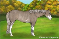 Horse Color:Silver Grullo Sabino Rabicano
