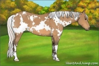 Horse Color:White Spotted Silver Buckskin 