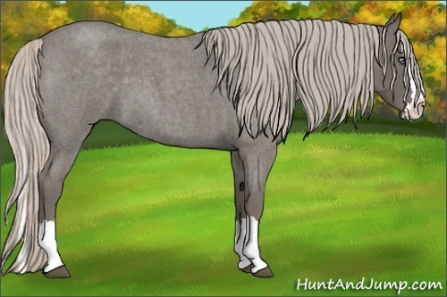 Horse Color:Silver Blue Roan Splash