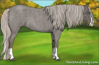 Horse Color:Silver Blue Roan Splash