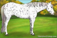 Horse Color:Nacre Smoky Black Near Leopard 