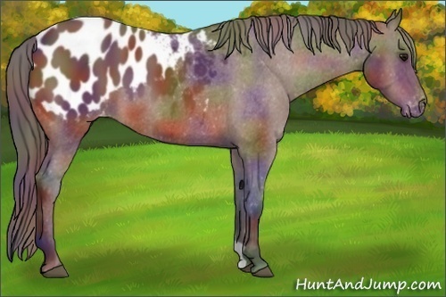 Horse Color:Nacre Bay Appaloosa 