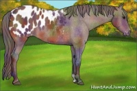 Horse Color:Nacre Bay Appaloosa