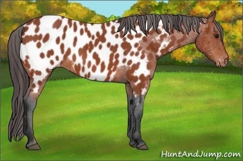 Horse Color:Bay Roan Appaloosa
