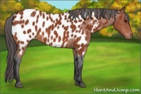 Horse Color:Bay Roan Appaloosa 
