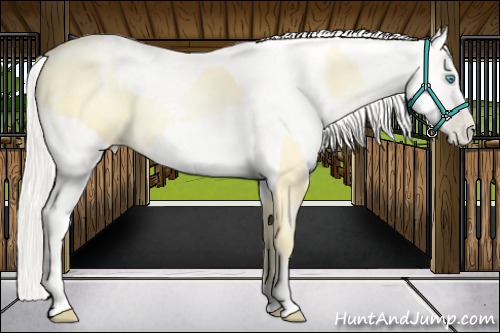 Horse Color:Buckskin Roan Pearl  and Amber Cream Champagne Roan Pearl 