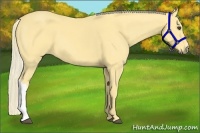Horse Color:Palomino 