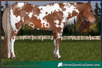 Horse Color:White Spotted Chestnut 