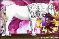 Horse Color:White Spotted Gold Champagne Dun Tobiano Appaloosa